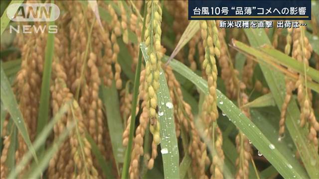 収穫を始めた矢先に…台風10号が直撃“品薄”続くコメにも影響　不安募る農家を取材