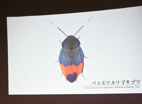 「宮古島のゴキブリきれい」　固有種の発見者が生態語る　沖縄・宮古島市で企画展