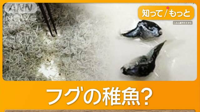 ちりめんの中にフグ混入？　「食べるの控えて」保健所　「ちりめんモンスター」物議