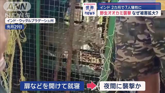 野生オオカミ襲撃　2カ月で7人犠牲に…なぜ被害拡大　インド