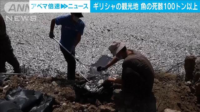 川や港に100t以上の魚の死骸　腐臭広がり観光に影響　ギリシャ