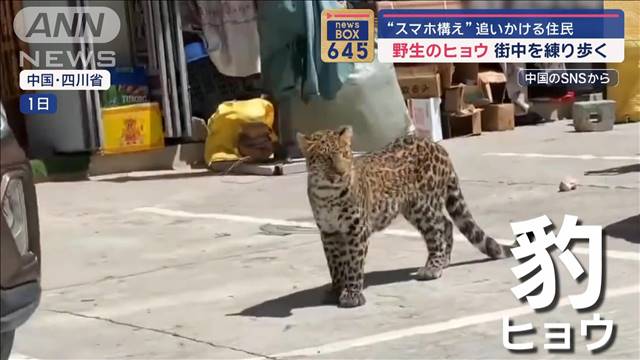 野生のヒョウ 街中を練り歩く “スマホ構え”追いかける住民　中国・四川省