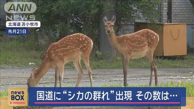 シカの群れが出現 目の前を…困惑 “秋は活発になる”被害過去最多