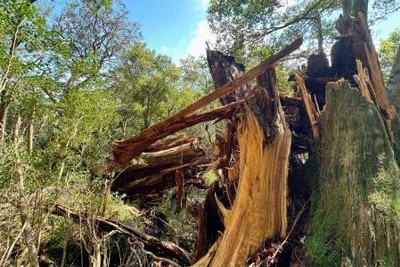 樹齢3000年の屋久杉倒れる　台風10号影響か　鹿児島