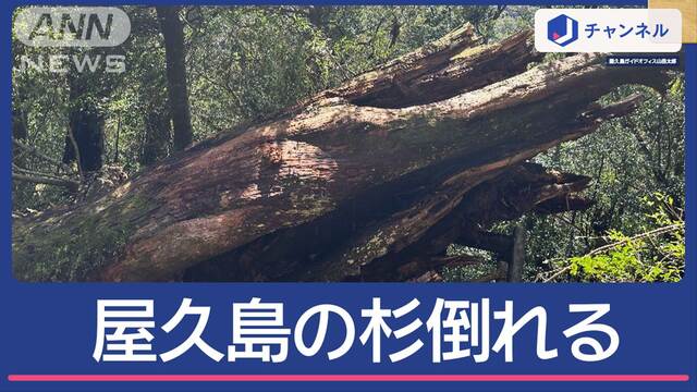 “樹齢3000年”屋久島の弥生杉 台風で倒れていた…世界遺産に何が