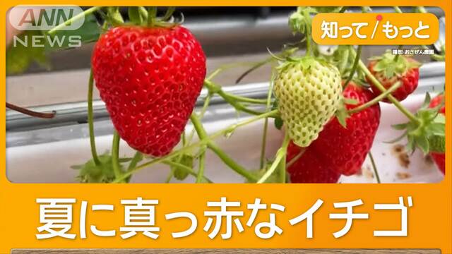 驚きの光景…真夏でも「イチゴ狩り」 1年中いつでも収穫OK　ハウス内を独自に温度管理