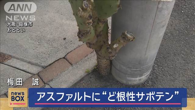 住宅街のアスファルトに“ど根性サボテン”　大阪