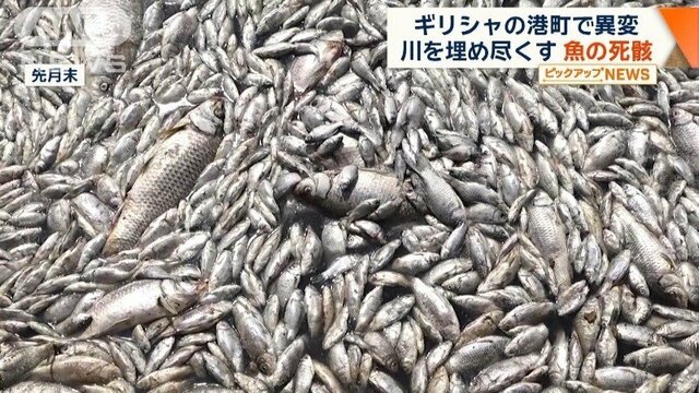 川や海を埋め尽くす魚の死骸…ギリシャの港町で異変　近隣の飲食店は壊滅的な被害