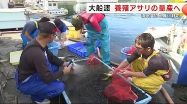 養殖アサリの量産とブランド化へ　海水温の上昇に対応　岩手・大船渡市