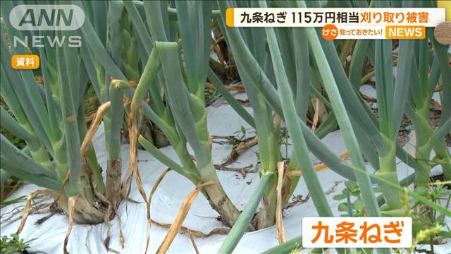 九条ねぎ　115万円相当刈り取り被害