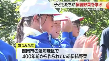 【山形】地域の“伝統野菜”について子どもたちが学ぶ・あつみかぶ栽培体験　鶴岡市