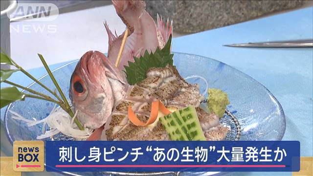 刺し身ピンチ“大型クラゲ”大量発生か　ノドグロも…15年ぶりの悪夢？