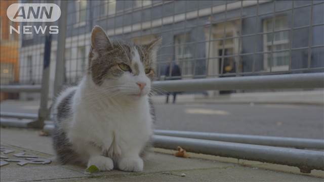 英首相官邸のネコ“健康不安説”一蹴する元気な姿　「Larry the Cat」