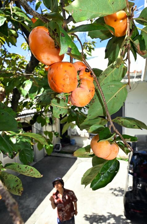 「食べてみたら甘かった」色づく柿の実40個以上　まだまだ残暑　きょう9月7日は白露