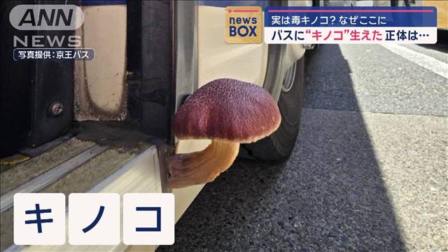 市バスに“キノコ”生えた　正体は…実は毒キノコ？　なぜここに