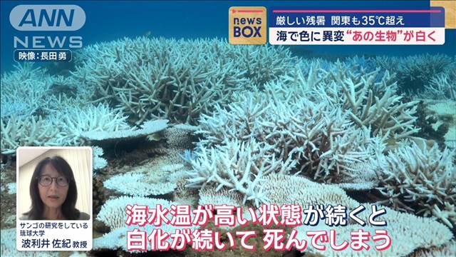 列島厳しい残暑で海に異変　イソギンチャクが白く変色