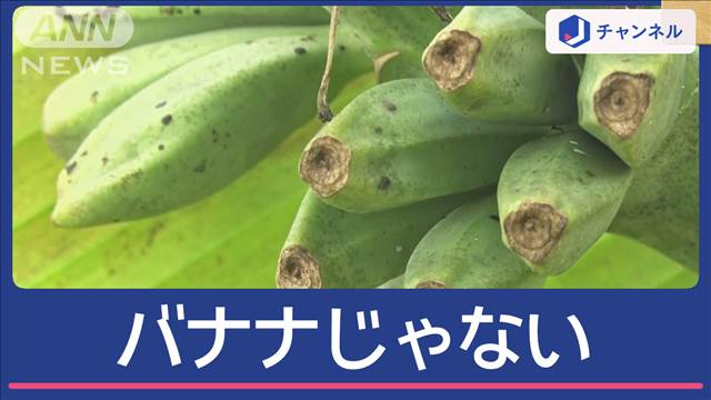 バナナかと思ったらバナナじゃなかった「よくわからない」正体はバショウ