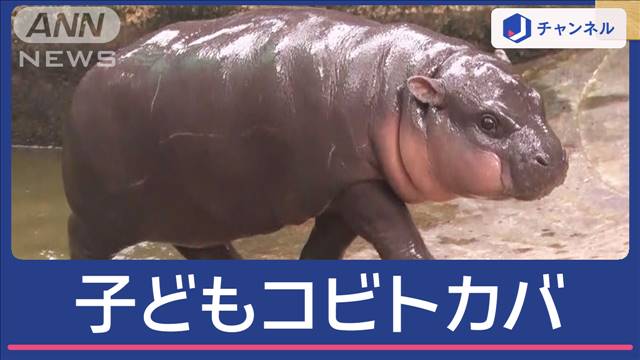 コビトカバの“子どもカバ”世界中から見物客続々！その名も「モチモチ豚団子」