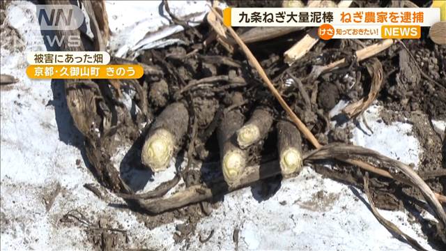 京都で 「九条ねぎ」大量盗難　ネギ農家を逮捕　周辺で合計3トン以上の被害も