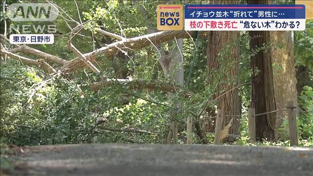 イチョウ並木“折れて”男性が枝の下敷きになり死亡　“危ない木”わかる？