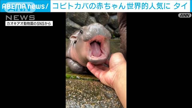 コビトカバの赤ちゃん　名前の意味は「もちもち豚だんご」世界的人気に　タイ