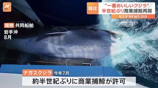 半世紀ぶりに捕獲されたナガスクジラ　東京・豊洲で展示商談会