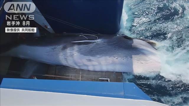 ナガスクジラの展示商談会　生息数回復で半世紀ぶり