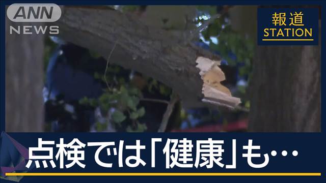 【独自】「爆竹みたいな音が…」直近の点検で“健康”も…イチョウの下敷きで男性死亡