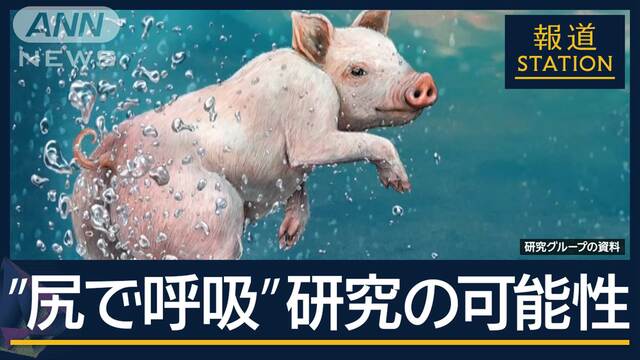 イグ・ノーベル賞“お尻で呼吸”呼吸不全の「新たな治療法」へ18年連続で日本人受賞