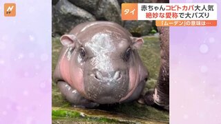 名前は「豚肉団子」？ 世界三大珍獣「コビトカバ」の赤ちゃんが人気！