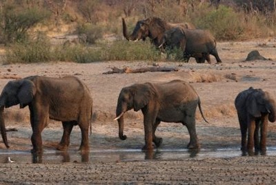 ジンバブエ　干ばつでゾウ200頭狩猟、食肉として住民に配布へ