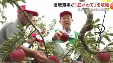 県オリジナルのリンゴ品種「紅いわて」　達増知事が収穫　農家と交流　岩手・北上市