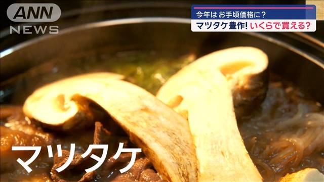 今年はお手頃価格に？「マツタケ」が豊作！いくらで買える？