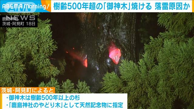 樹齢500年以上の御神木焼ける　茨城・阿見町の神社で火事　落雷原因か