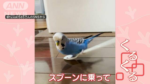 くるくるリズムを刻むインコさん　乗っているのは…スプーン！　なぜ回っているの？