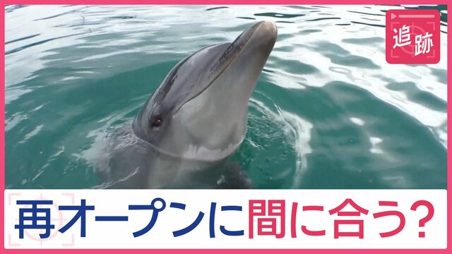 “奇跡の復活”無人島の崖っぷち水族館　演技忘れたイルカ「リオくん」ショーに挑戦