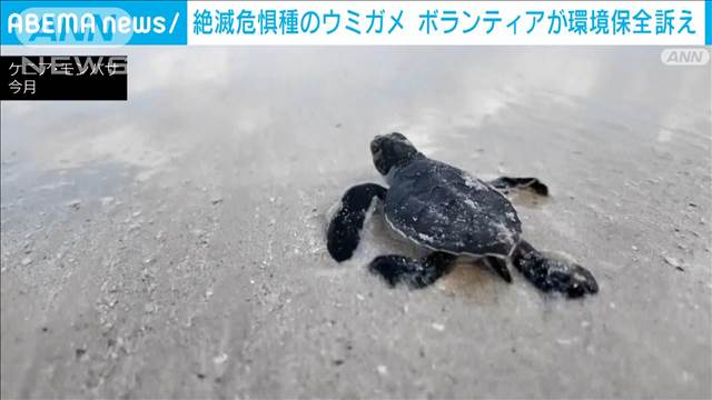 よちよち歩きのウミガメの赤ちゃんが海へ　絶滅危惧種を守るボランティア