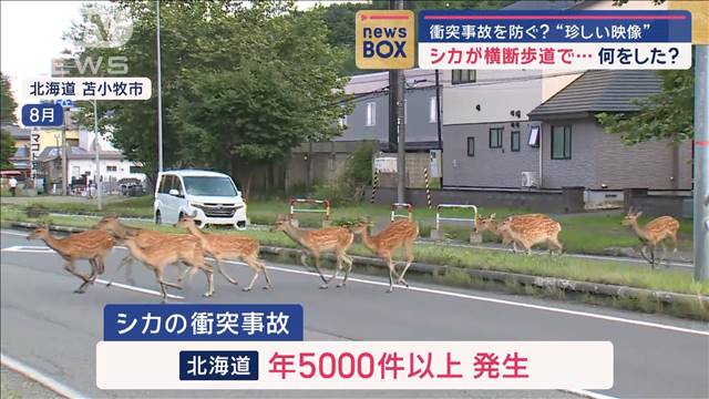 【珍映像】シカが横断歩道で衝突事故防ぐ？…何をした？