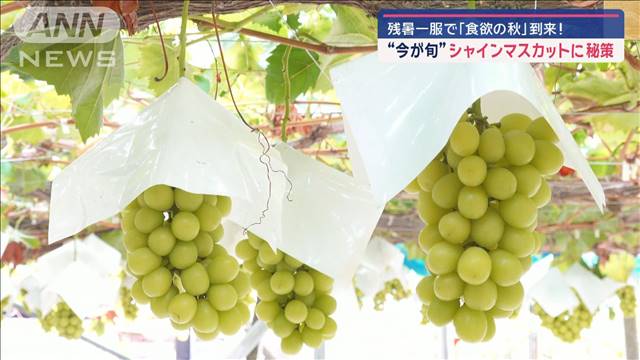 残暑一服で「食欲の秋」到来!　“今が旬”シャインマスカットに秘策