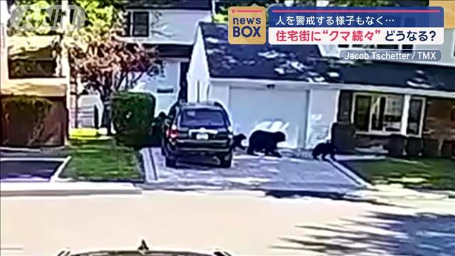 人を警戒する様子もなく…　住宅街に“クマ続々”どうなる？