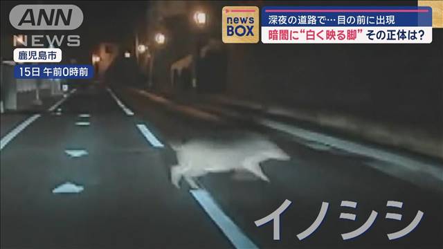 深夜の道路で…　暗闇に“白く映る脚”が目の前に出現　その正体は？