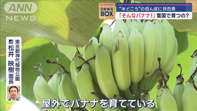 「そんなバナナ！」“米どころ”の田んぼに珍百景　雪国で育つの？