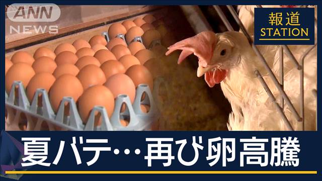 年末に向け需要高まることから価格高止まりか…猛暑の影響“夏バテ”で卵高騰