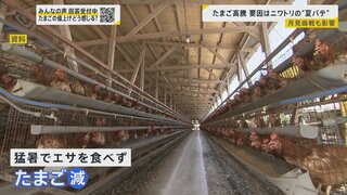 “エッグショック”再び…食卓にかかせないたまごの価格が高騰　要因はニワトリの“夏バテ”と“月見商戦”【news23】