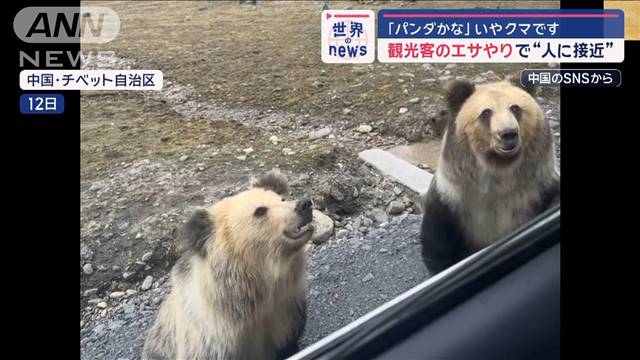 「パンダかな」いやクマです　観光客のエサやりで“人に接近”