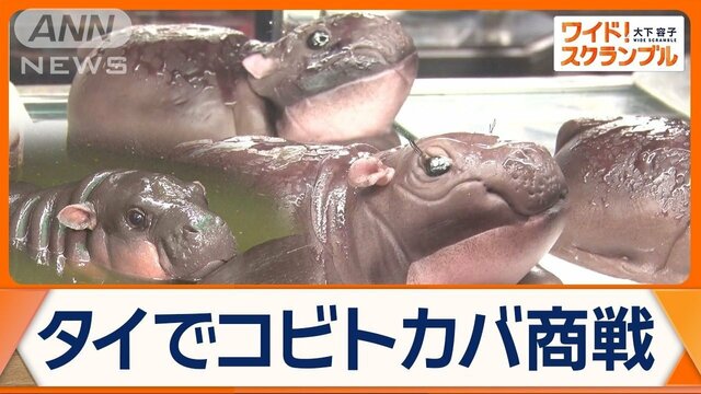 タイのコビトカバ「ムーデンちゃん」世界的大人気　リアルすぎるケーキも登場！