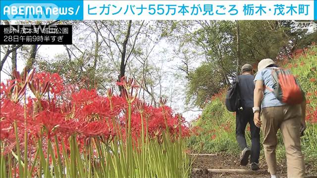 赤く染まる斜面　ヒガンバナ55万本が見ごろ　栃木・茂木町