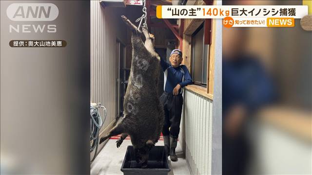 140キロの巨大イノシシ捕獲　「山の主」か…　鳥取