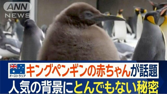 “モフモフ”キングペンギンの巨大赤ちゃん　とんでもない秘密　オーストラリアで話題