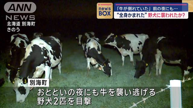 全身かまれた牛2頭　野犬が襲った？　北海道の牧場